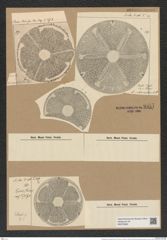 Actinoptychus punctulatus Pant. (de-Toni-Nr.: Genus 227, Species 5522) Zeichnungen Sammlung Grunow Nr. 9557 (NHMW-BOT-W0379360)